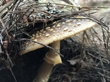 Amanita augusta image