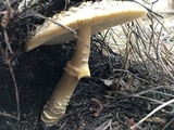 Amanita augusta image