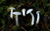Cuphophyllus virgineus image