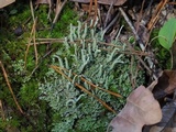Cladonia subradiata image