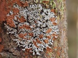 Phaeophyscia ciliata image
