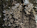 Pannaria rubiginosa image