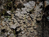 Pannaria rubiginosa image