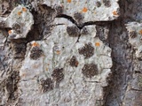 Glyphis cicatricosa image