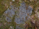 Image of Parmeliella appalachiensis