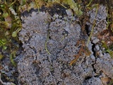 Parmeliella appalachiensis image
