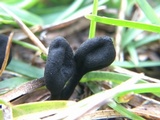Trichoglossum velutipes image