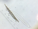 Trichoglossum velutipes image