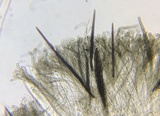 Trichoglossum velutipes image