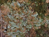 Lobaria quercizans image