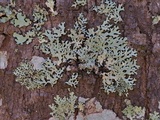 Hypotrachyna livida image