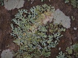 Hypotrachyna livida image