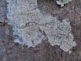 Lecanora hybocarpa image