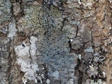 Pyrenula pseudobufonia image