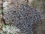 Pyrenula pseudobufonia image