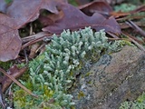 Cladonia didyma image