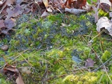 Peltigera polydactylon image