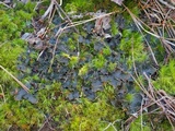 Peltigera polydactylon image
