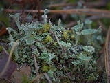 Cladonia grayi image