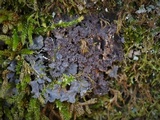 Sticta carolinensis image
