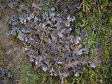 Sticta carolinensis image