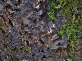 Sticta carolinensis image