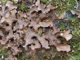 Sticta beauvoisii image