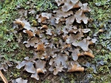 Sticta beauvoisii image