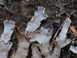 Peltigera phyllidiosa image