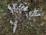 Peltigera phyllidiosa image