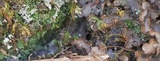 Agonimia papillata image