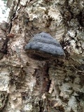 Fomes excavatus image