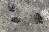 Collema furfuraceum image