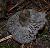 Tricholoma terreum image