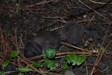 Tricholoma terreum image