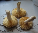 Russula cessans image