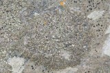 Phaeophyscia decolor image