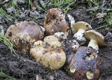 Suillus pseudobrevipes image