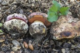 Rubroboletus eastwoodiae image