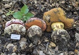Rubroboletus eastwoodiae image