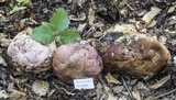 Rubroboletus eastwoodiae image