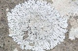 Physcia phaea image