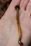 Tolypocladium longisegmentatum image
