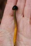 Tolypocladium longisegmentatum image