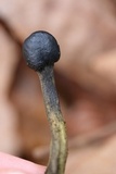 Tolypocladium longisegmentatum image