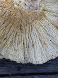 Hypomyces macrosporus image