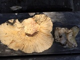 Hypomyces macrosporus image