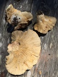 Hypomyces macrosporus image