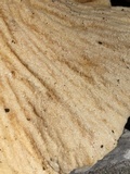 Hypomyces macrosporus image