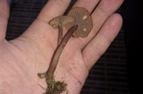 Pseudoomphalina cokeri image